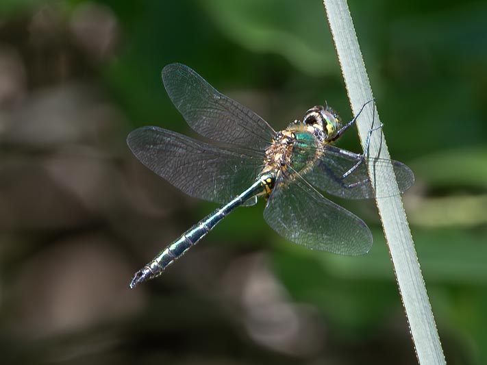 Somatochlora meridionalis (Balkan Emerald) male.jpg